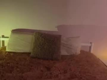 alice_blissful from Chaturbate is Freechat